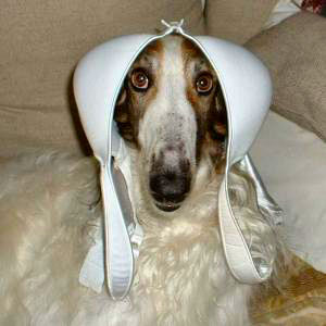 BraBorzoi.jpg