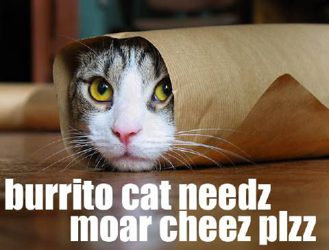 Burrito_Cat_MoreCheese.jpg