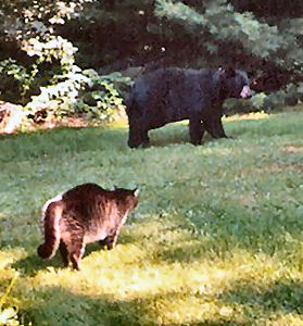 bear vs cat