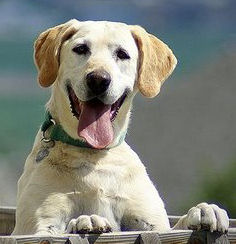 Happy Yellow Lab