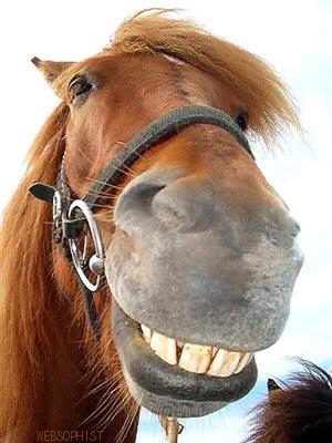 HorseSmile2O.jpg