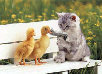 http://www.websophist.com/Kitten_HoldsGun_DucksMO.jpg