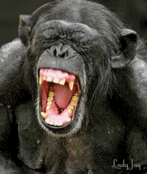 Laughing_Chimp2ANM.gif