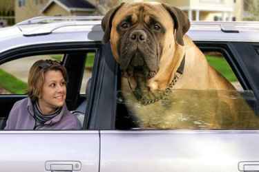 Mastiff_InCar.jpg