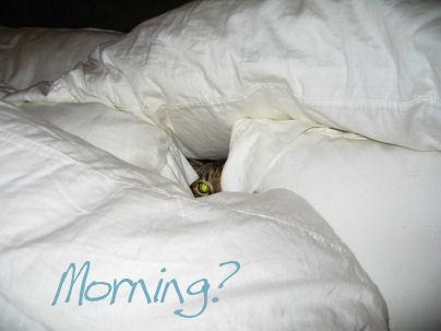 http://www.websophist.com/Morning_HideyCat.jpg